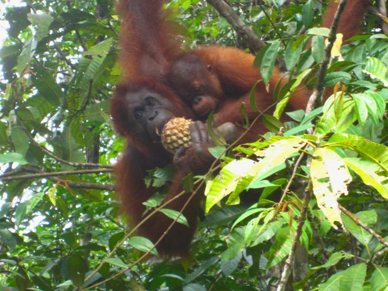 Orang Utan auf Borneo