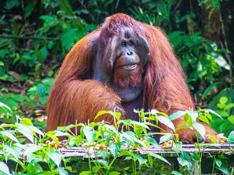Orang Utan Männchen in Sarawak