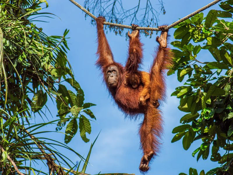 Orang Utan mit Baby auf dem Rücken schwingt an einem Seil