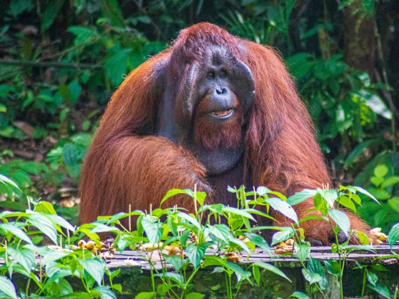 Orang Utan Reserve Semenggoh in Borneo
