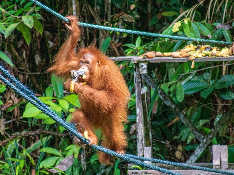 Orang Utan Reserve Semenggoh in Borneo