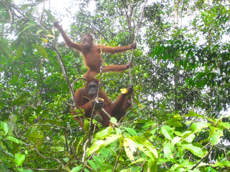 Orang Utan in Borneo