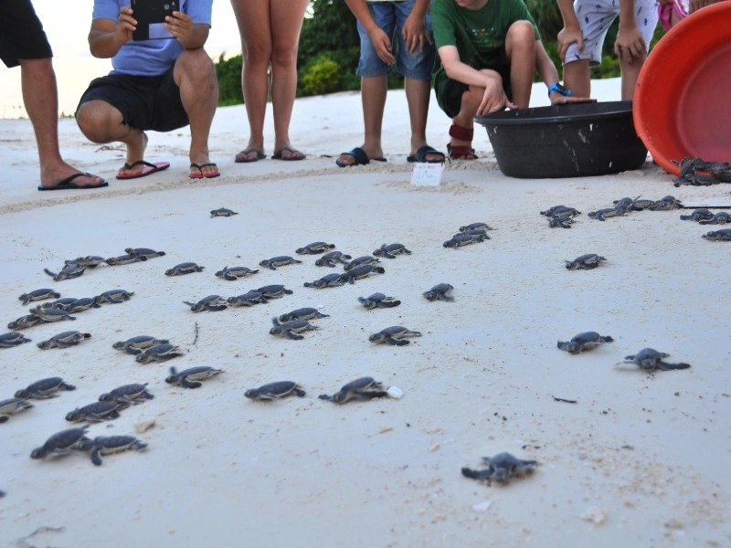 Babyschildkröten werden ins Meer freigelassen