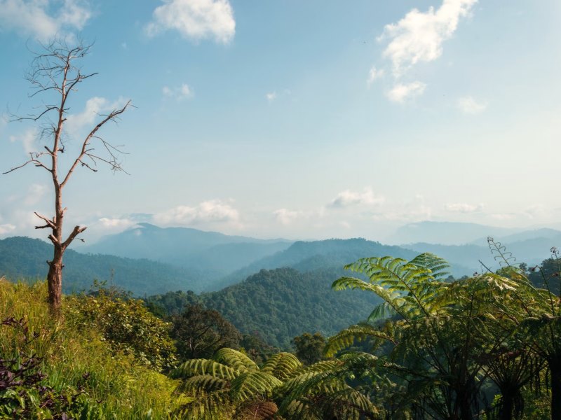 Aussicht auf den Belum Regenwald