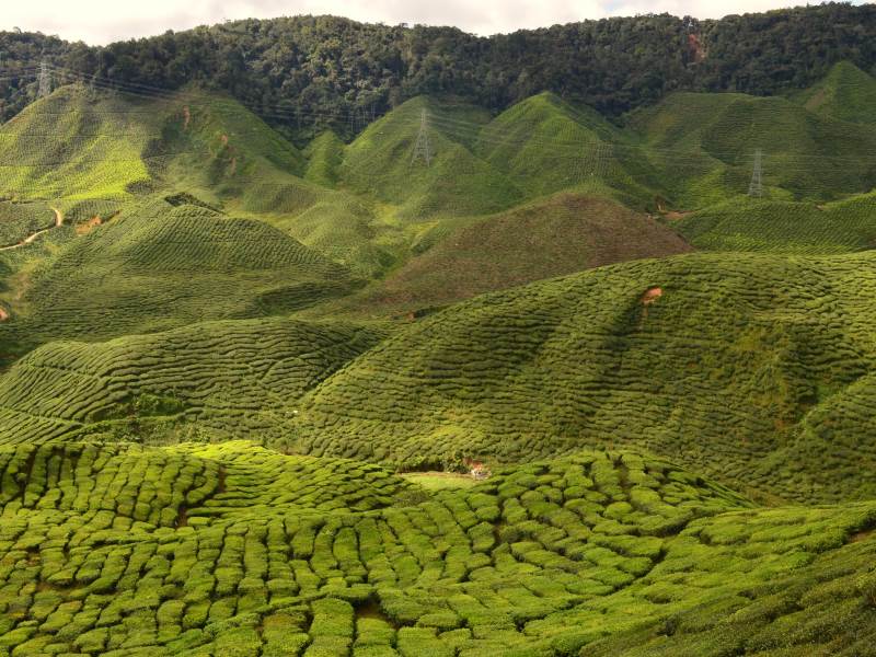 Teefelder in den Cameron Highlands in Malaysia