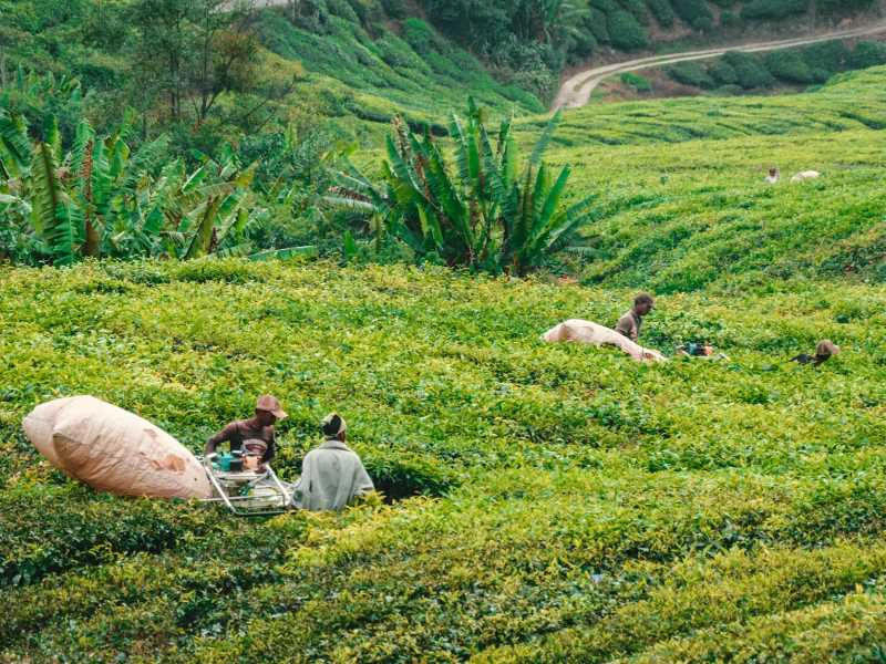 Cameron Highlands theeplukkers