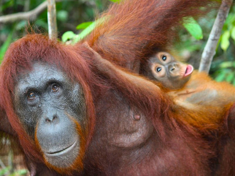 Borneo Orang Utans