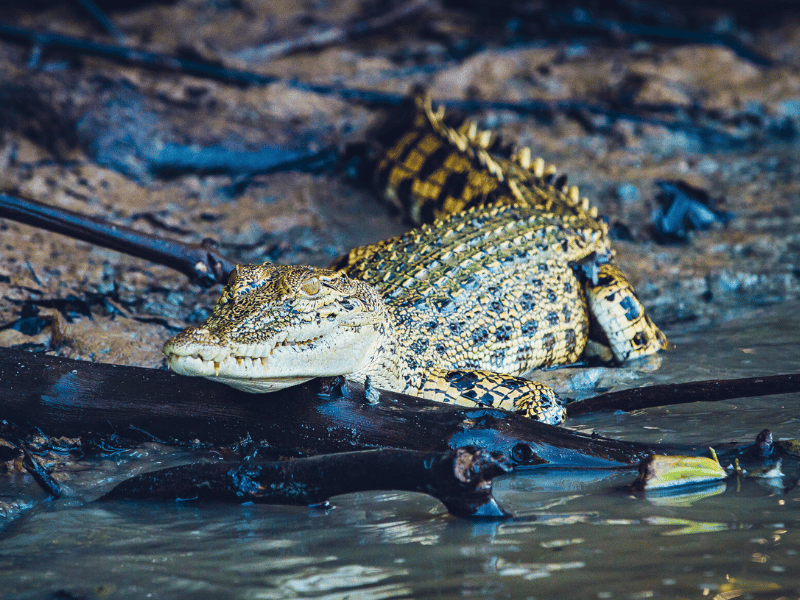 Krokodil in Borneo