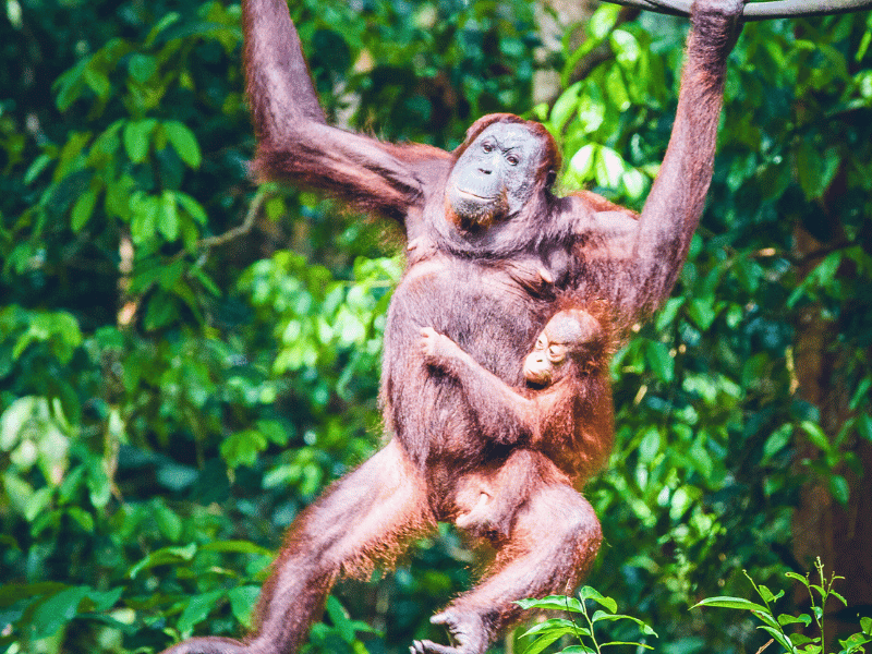 Orang Utan mit Baby in Borneo