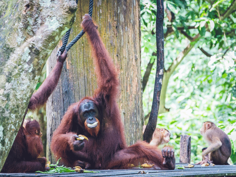 Orang Utans in Borneo