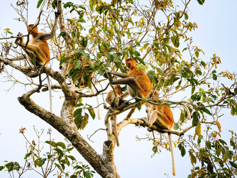 Nasenaffen im Baum in Borneo