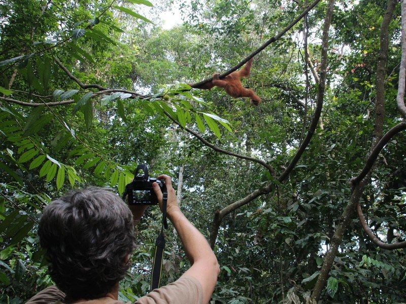 Fotograf und Orang Utan auf Borneo