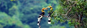 Nashornvögel in Borneo