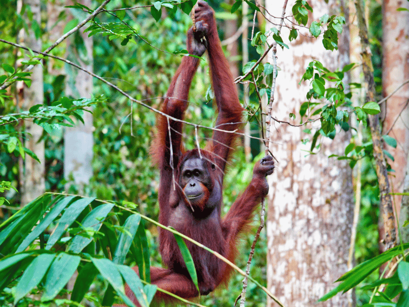 Orang Utan im Dschungel von Borneo
