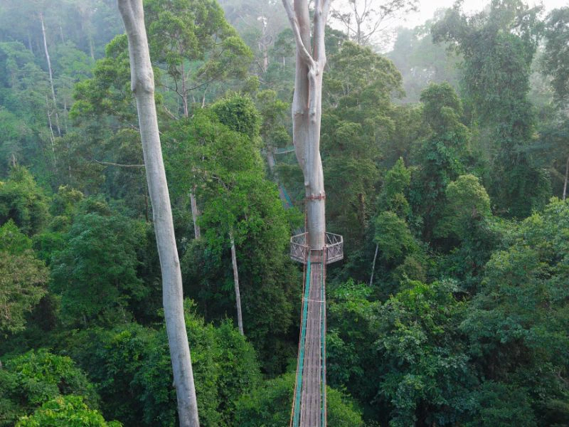Canopy Walk im Danum Regenwald