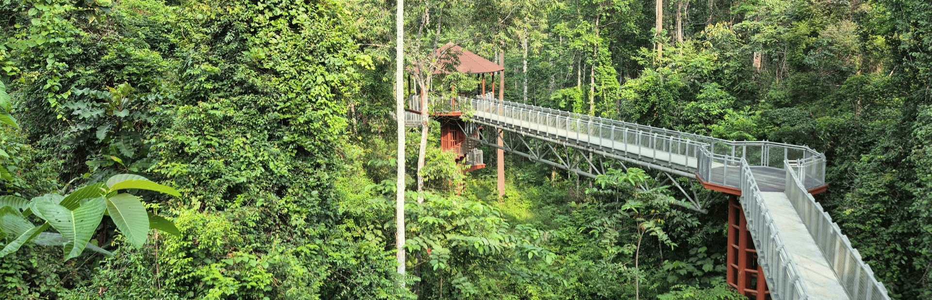Canopy Walk im Taman Negara Nationalpark in Malaysia