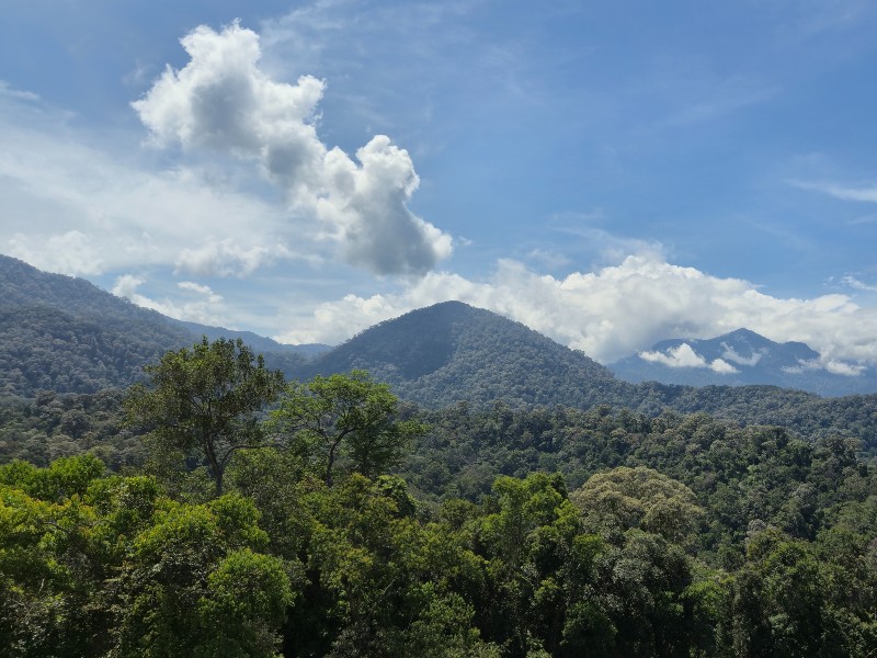 Grüne Dschungellandschaft im Taman Negara Nationalpark in Malaysia