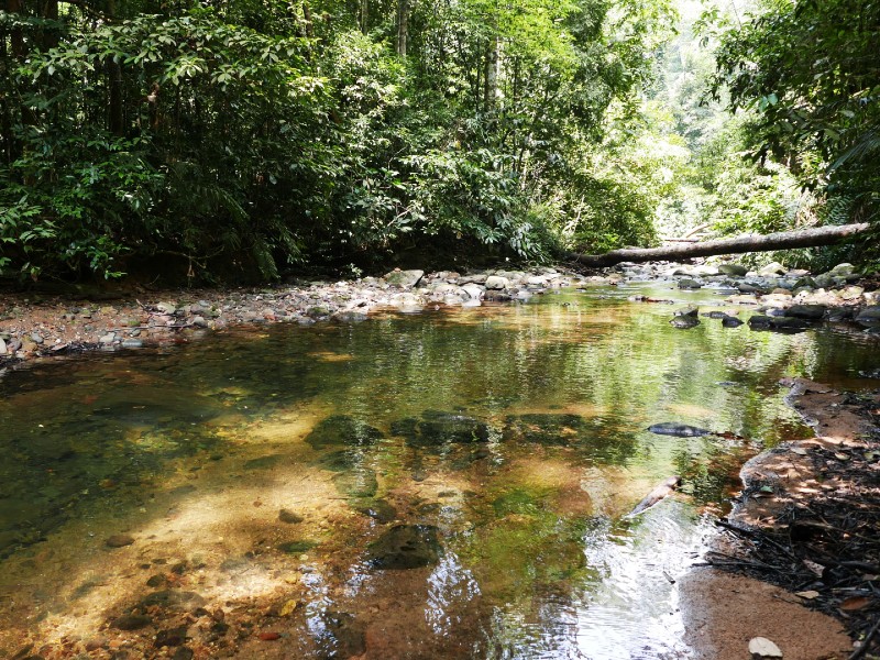Fluss im Dschungel des Taman Negara Nationalparks in Malaysia