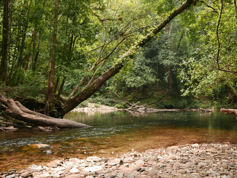 Fluss im Dschungel des Taman Negara Nationalparks in Malaysia