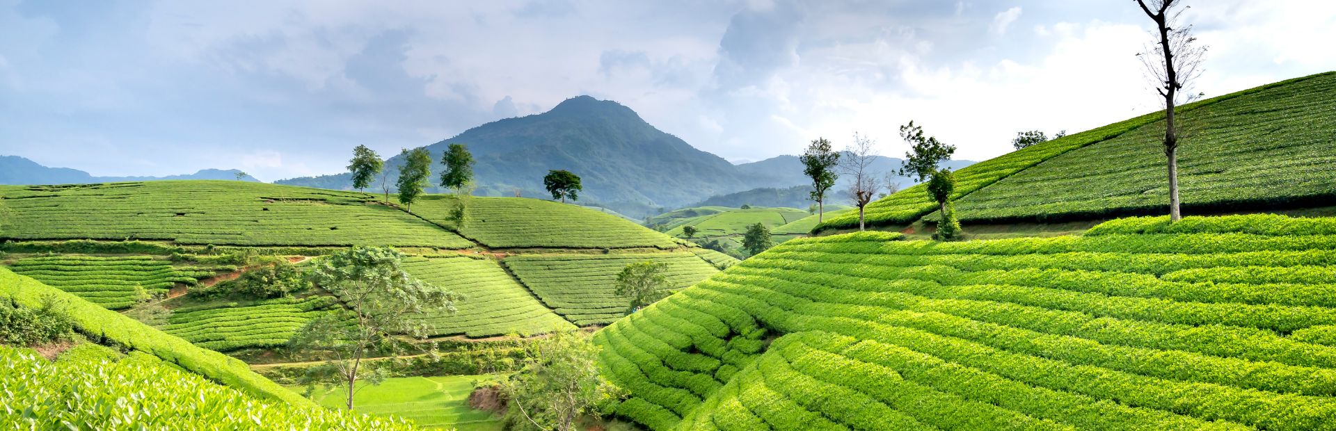 Teeplantagen in den Cameron Highlands