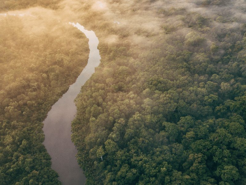 Regenwald in Borneo von oben