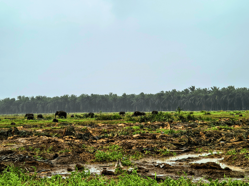 Elefanten auf einer Wiese vor Baumplantagen