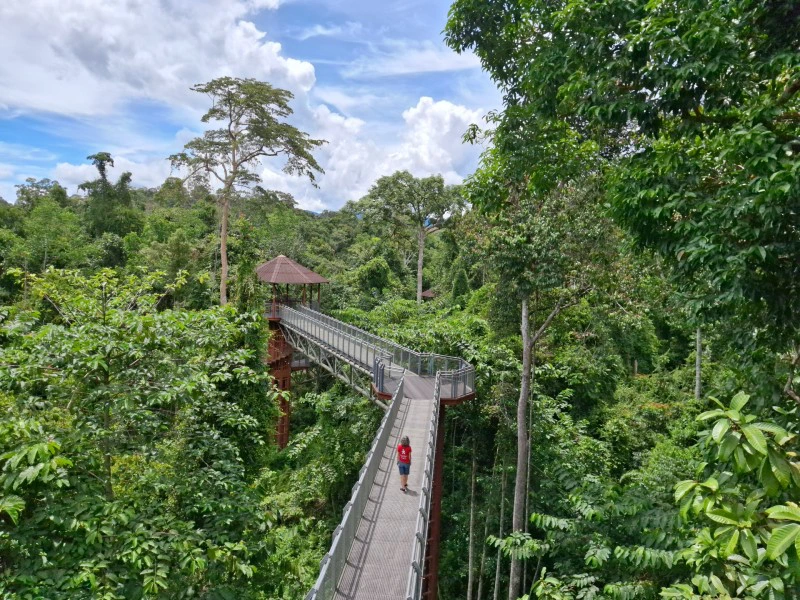Canopy Walk im Merapoh Nationalpark, Malaysia