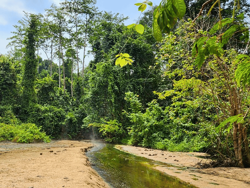 Natur im Ulu Muda Regenwald, Malaysia