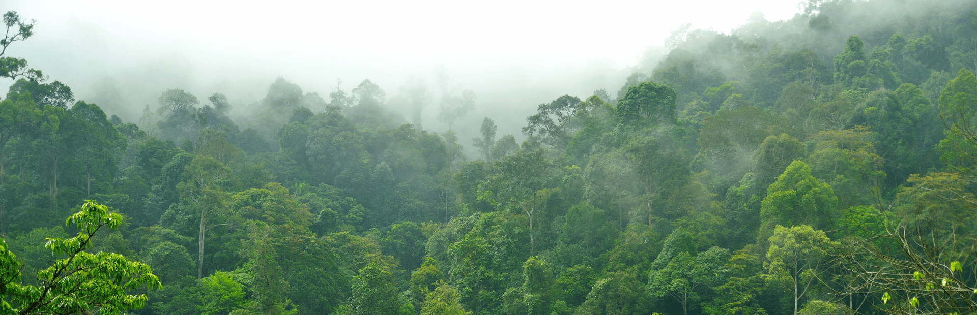 Regenwald mit Nebel in Malaysia