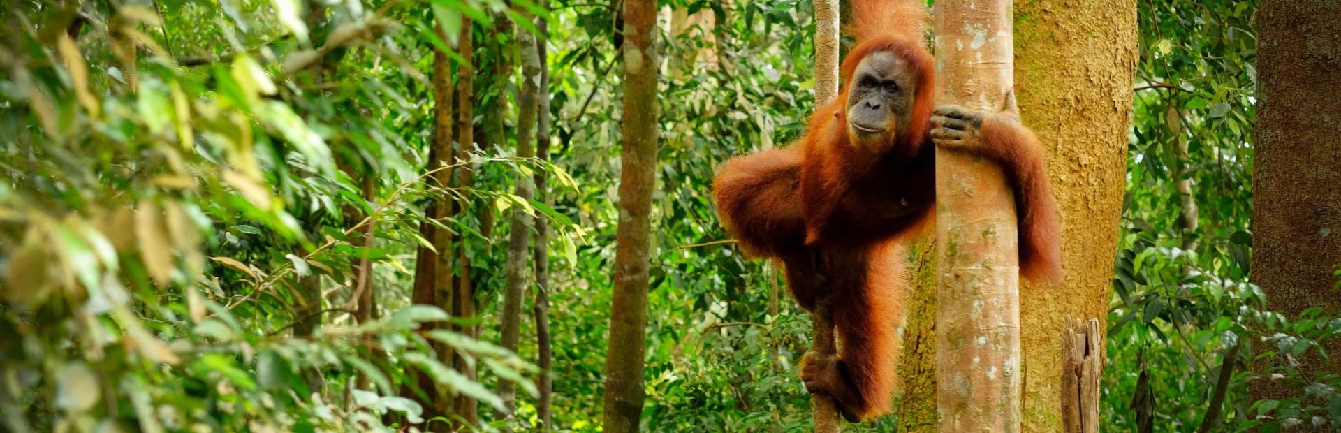 Orang Utan auf Sumatra