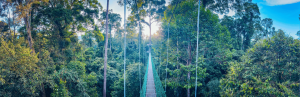Bruecke im Regenwald im Danum Valley in Malaysia