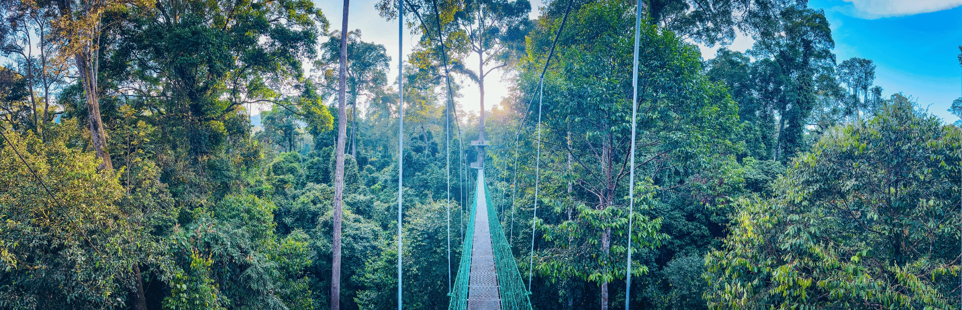 Bruecke im Regenwald im Danum Valley in Malaysia