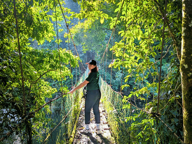 Bruecke im Regenwald im Danum Valley in Malaysia