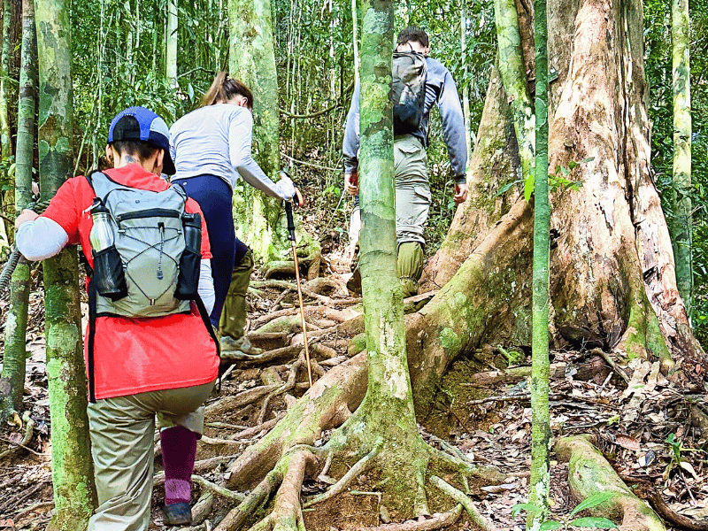 Wanderer im Regenwald im Danum Valley in Malaysia
