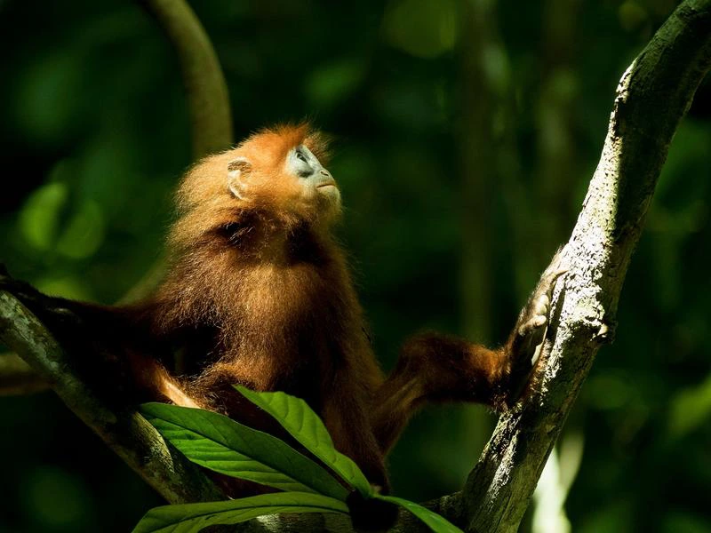 Roter Langur Affe im Deramakot Forest Reserve auf Borneo