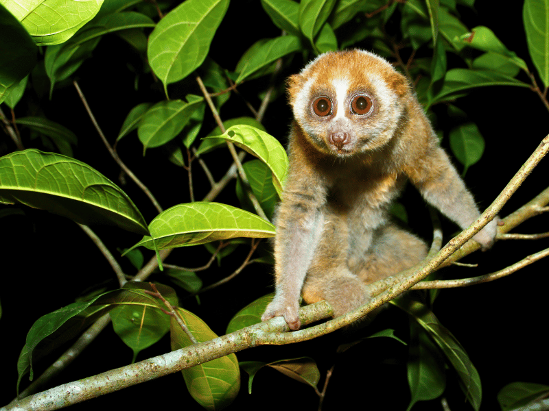Slow Loris im Deramakot Forest Reserve auf Borneo