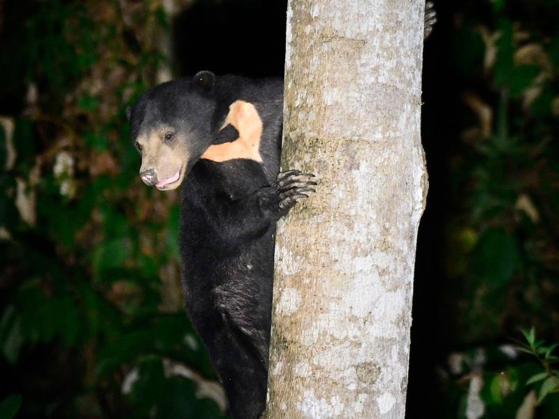 Sun Bear in der Dämmerung im Deramakot Forest Reserve auf Borneo
