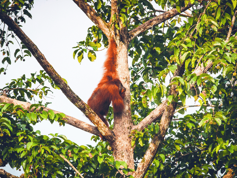Orang Utan im Tabin in Malaysia
