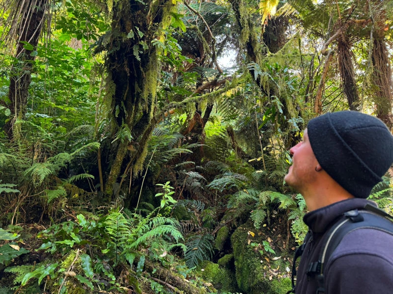 Mann blickt in den Regenwald im Fordland in Neuseeland