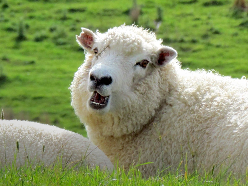 Schafe in Neuseeland