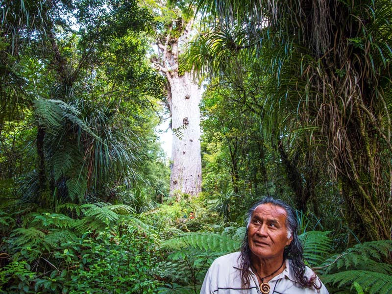 Maori im Wald an der Kauri Coast in Neuseeland