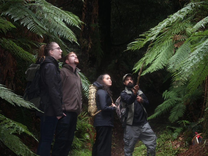 Gruppe schaut sich die Natur im Whirinaki Forest an.