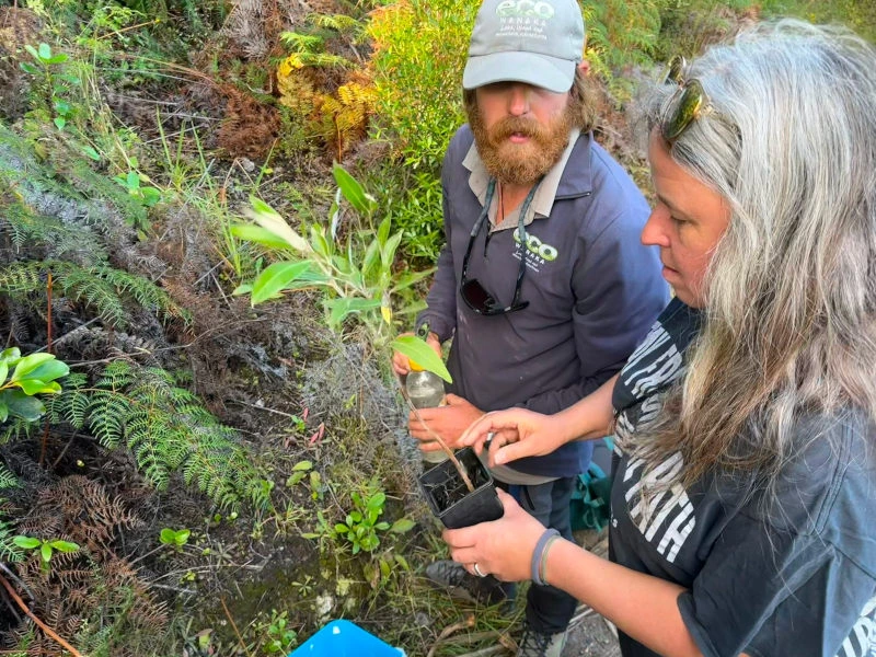 Frau hilft beim Baumpflanzen in Wanaka, Neuseeland.