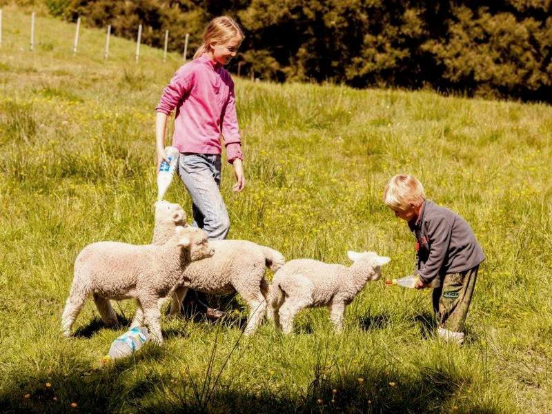 Kinder füttern Babyschafe mit dem Fläschchen auf einer Farm in Kaikoura, Neuseeland.