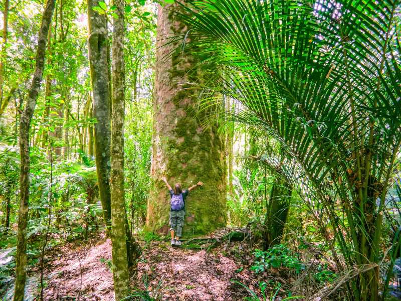 Kind umarmt einen Kauri Baum auf der Nordinsel in Neuseeland.