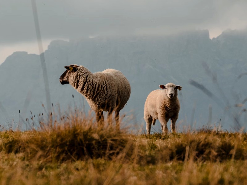 Catlins Neuseeland Schafe