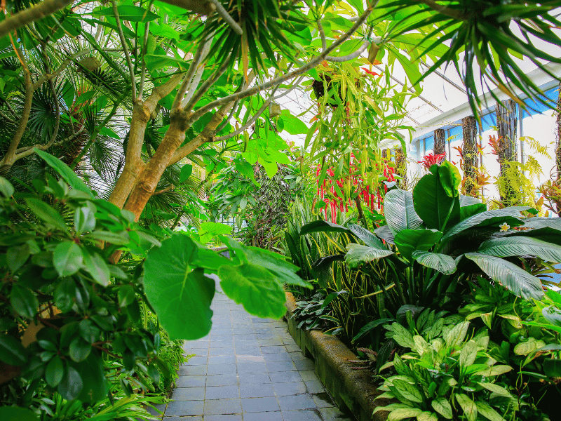 Botanischer Garten in Wellington