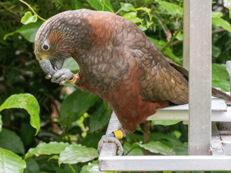Papagei im Zealandia Ecosanctuary