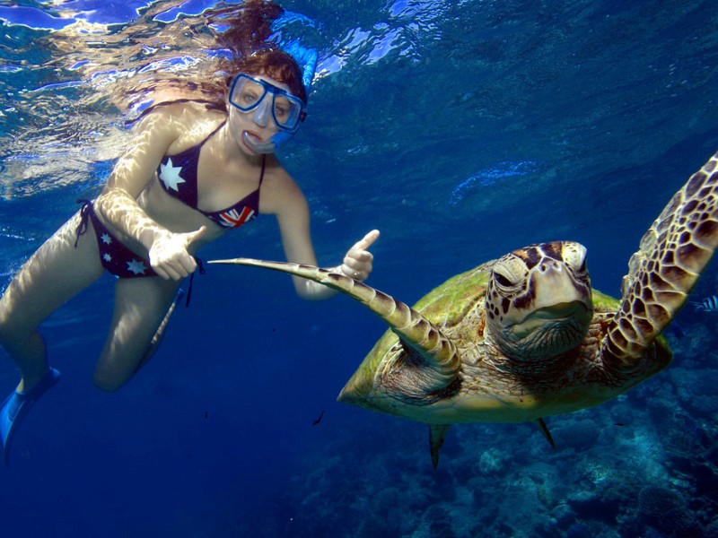 Schnrocheln mit Schildkröten in Australien