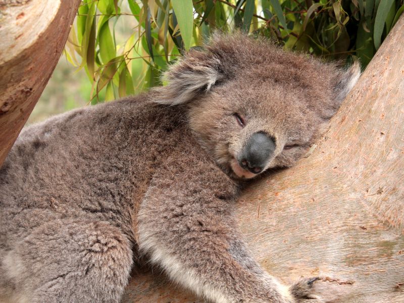 Koala in Australien